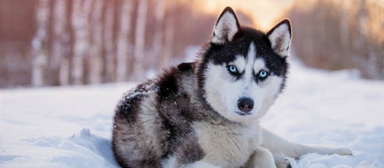 Can you name this breed?
A wolf-like canine featuring a dense double coat, pointed ears, and striking blue or multicolored eyes — developed for pulling sleds in Siberia.